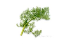 finocchietto_selvatico_siciliano-singolo