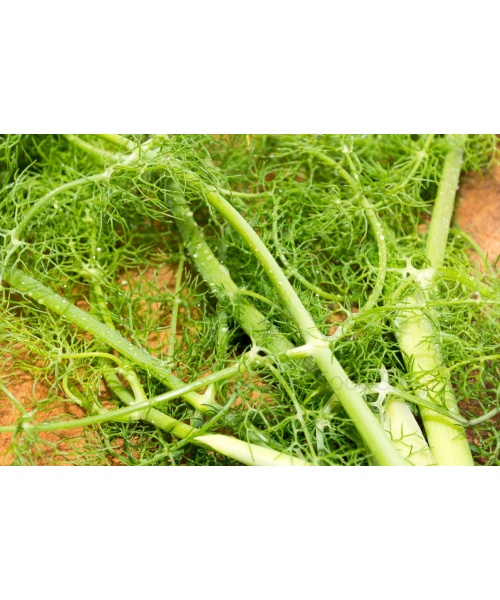 finocchietto_selvatico_siciliano-3