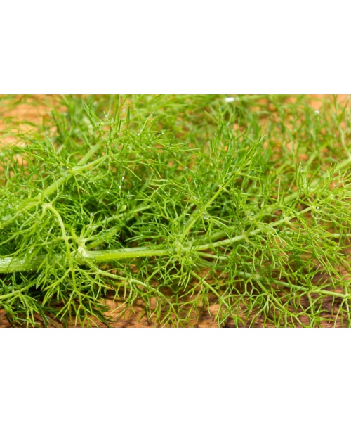 finocchietto_selvatico_siciliano-4