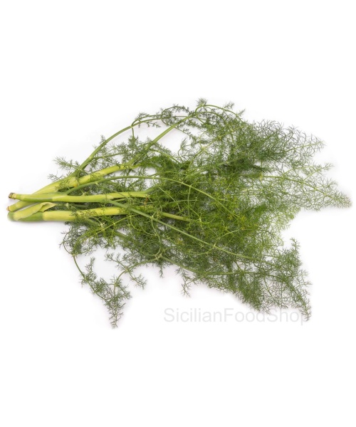 finocchietto_selvatico_siciliano